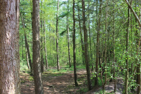 abenteuerliche Waldwege