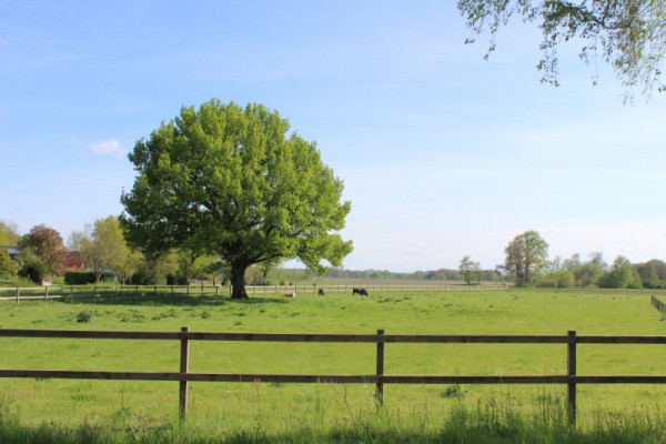 tolle Natur rund um den See